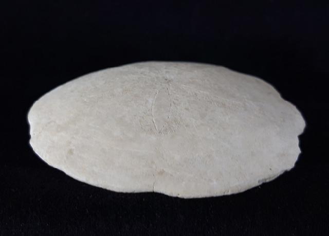 Scutella faujasi (DEFRANCE 1827) - Bild © FossNet FossilienStore